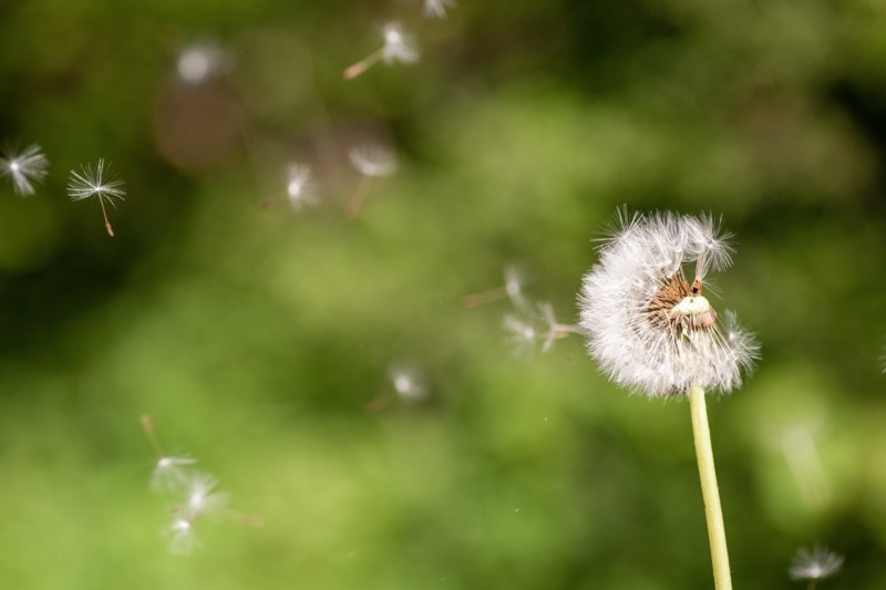 closeup-selective-focus-shot-cute-dandelion-flowering-plant